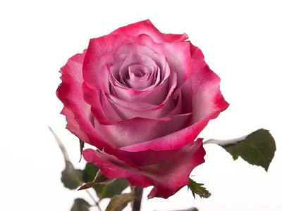 Изображение розы в формате webp для быстрой загрузки