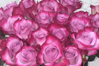 Роза на красивом фото в высоком разрешении jpg