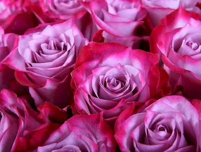 Фото красивой розы доступно для скачивания в png