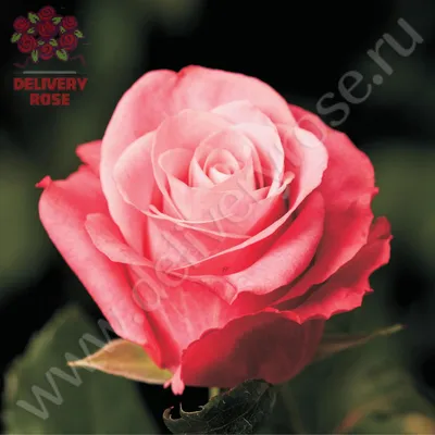 Уникальная фотография розы в формате webp