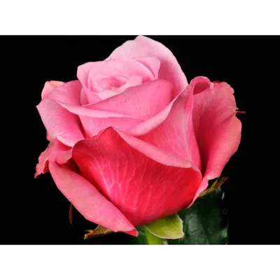 Фотография водной розы с опцией выбора формата jpg
