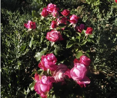 Фото водной розы с опцией загрузки в jpg