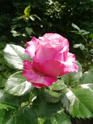 Фотография розы в формате png с возможностью выбора формата