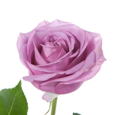 Роза на красивом фото в высоком разрешении jpg