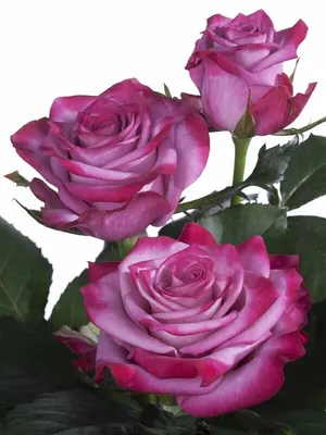 Уникальная фотография розы с выбором формата для скачивания