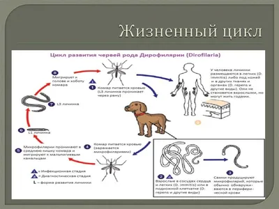 Изображения дирофиляриоза у человека: фотографии высокого качества