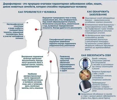 Изображения дирофиляриоза: выбор формата файла