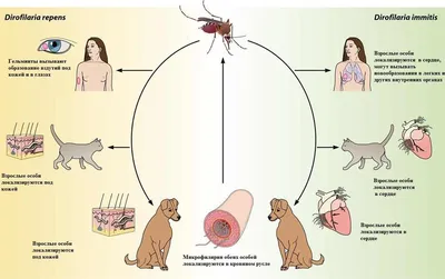 Изображения дирофиляриоза: фото в различных форматах