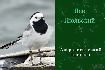 31. Любовь в изображениях: выберите идеальный снимок