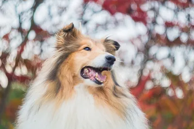 Собака породы колли на фото с разными выражениями лица