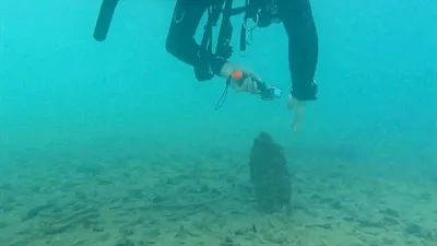 Разнообразие жизни под водой: удивительное фото дна моря