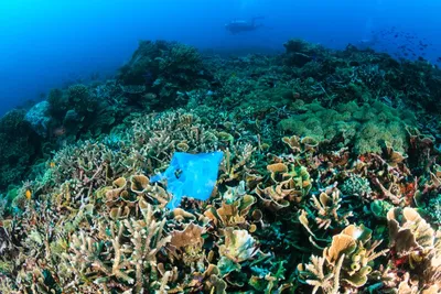 Очарование морских глубин: Новые фото в HD качестве