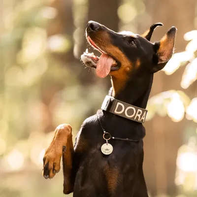 Фотки доберманов: красивые и умные собаки