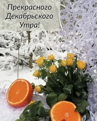 Утренние мгновения декабря: красота на фотографиях.