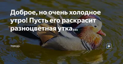 Утренний взгляд на мир: фотографии, которые заставят вас улыбнуться.