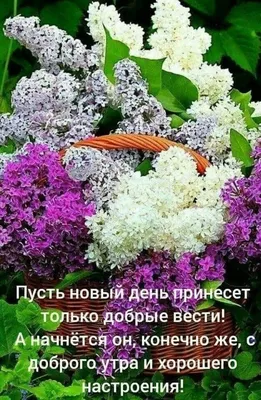 Утро в мае: красивые фото в WebP формате