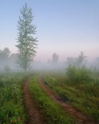 Фото утреннего тумана на фоне природы