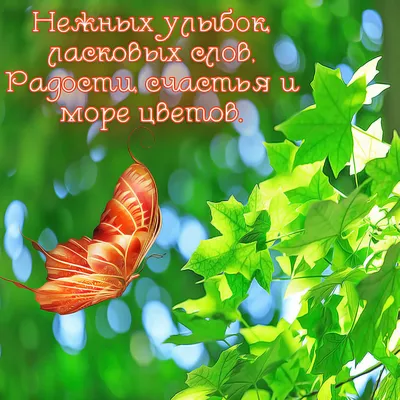 Утренние бабочки: встречайте утро с нежной красотой природы