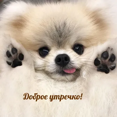 Утренний арт: смешные фотки для бодрости