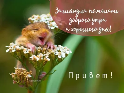 Фотографии, которые поднимут настроение утром