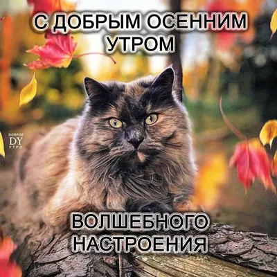 Фотографии для утреннего подъема духа: смейтесь вместе с нами!