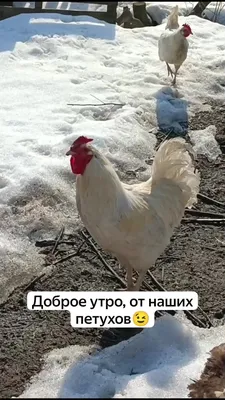 Фото с петухом для вдохновляющего утра