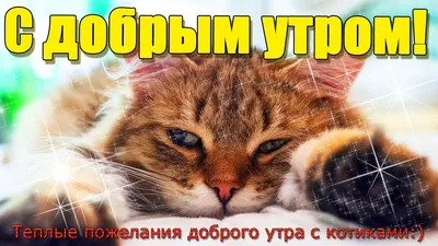 Утренний котик: фото, чтобы поднять настроение