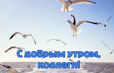 Фотографии Доброе утро коллеги в формате JPG, PNG, WebP