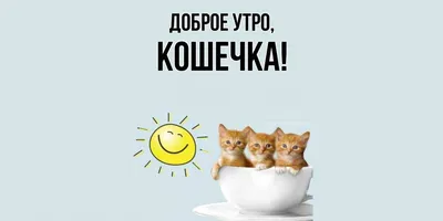 Доброе утро! Картинки кошечек для поднятия настроения