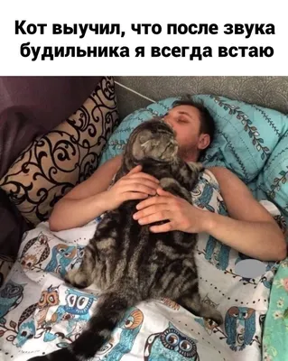 Утренний взгляд на кошечек