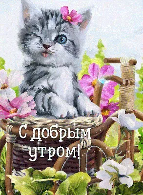 Доброе утро котенок картинки  фото