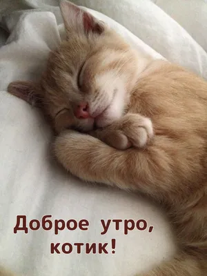 Утренняя милота: фото котиков для поднятия настроения.