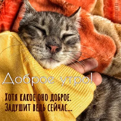 Доброе утро коты картинки  фото