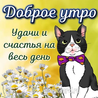 Утренние котики на фото