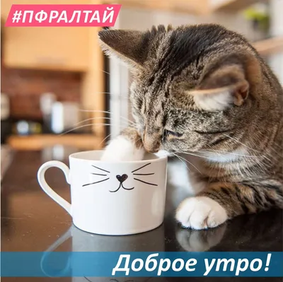 Утренние котомордочки: начало дня с улыбкой