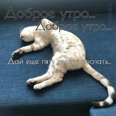 Утренние коты: красивые изображения