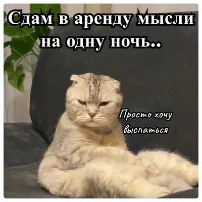 Утренние коты: скачать бесплатно