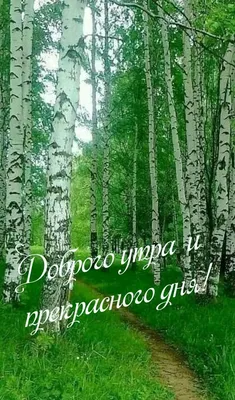 Картинки Доброе утро лес: скачать бесплатно в хорошем качестве