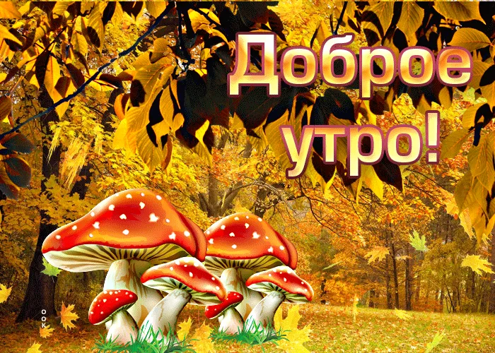 доброе утро, лес