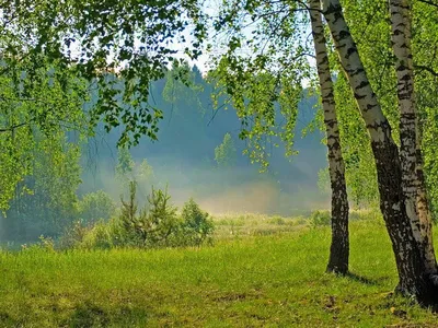 Фотографии леса, чтобы пробудить ваше внутреннее спокойствие.