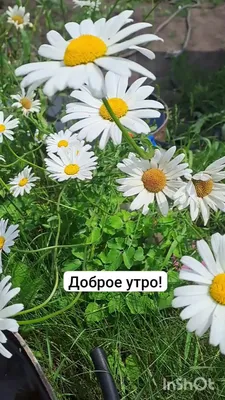 Летние утренние фотографии: волшебство утреннего времени