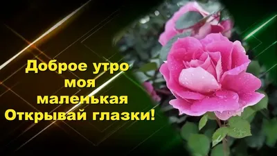 Новые фото Доброе утро, малышка для скачивания