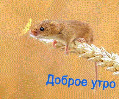 Утренний мышонок на фото в формате JPG, PNG, WebP