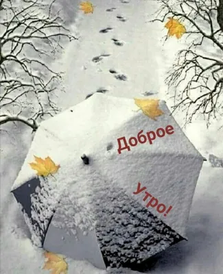 Фотографии, которые подарят вам улыбку утром в ноябре