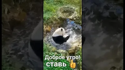 Утренняя энергия панд на фото