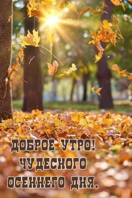 Утренние чудеса: фотографии природы