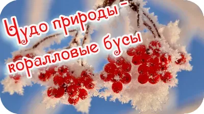 Утренняя зимняя природа: фото в хорошем качестве для скачивания