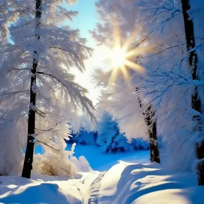 Фото зимней природы в формате jpg