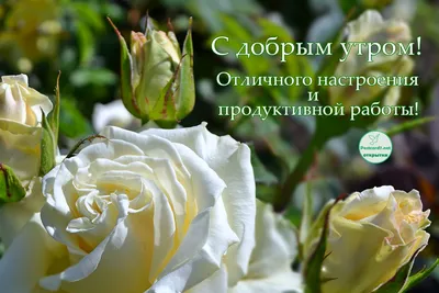 Прекрасные розы на картинке Доброе утро в webp формате