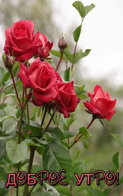 Фото Доброе утро розы с возможностью выбора размера изображения, фотография